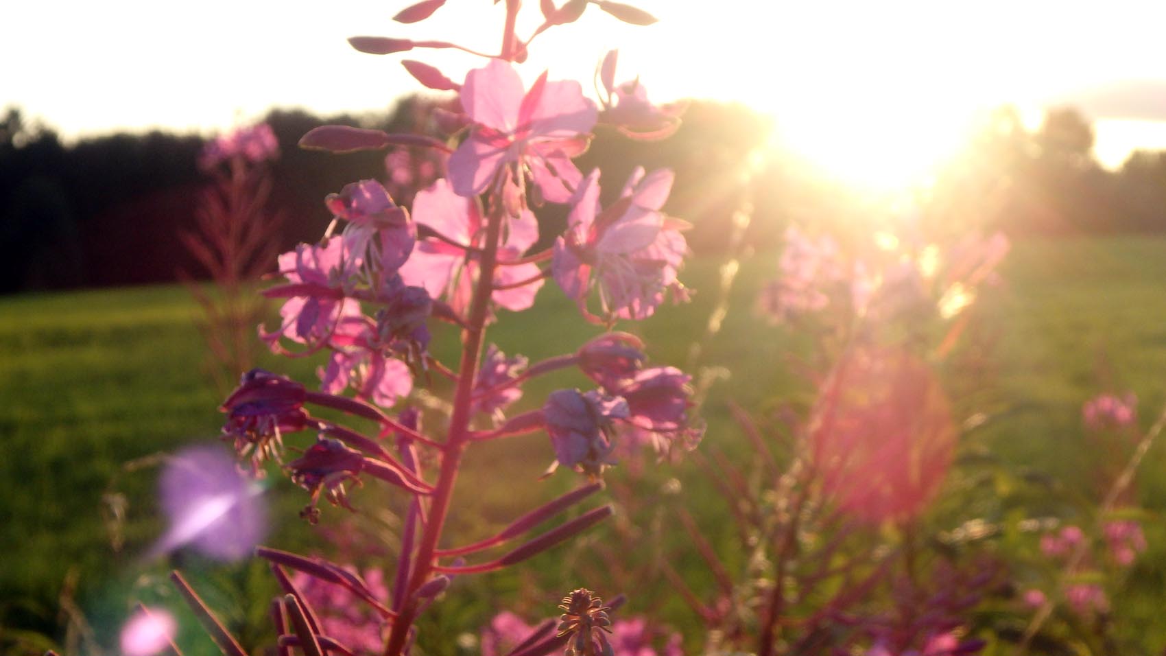 Sonnenuntergang im Spätsommer